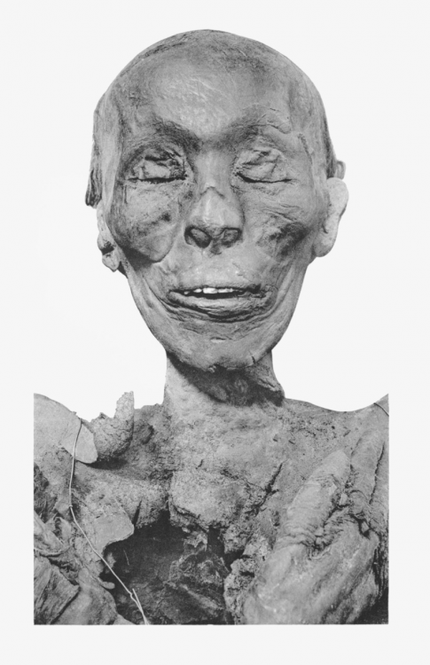 800px-Thutmose_II_mummy_head.png