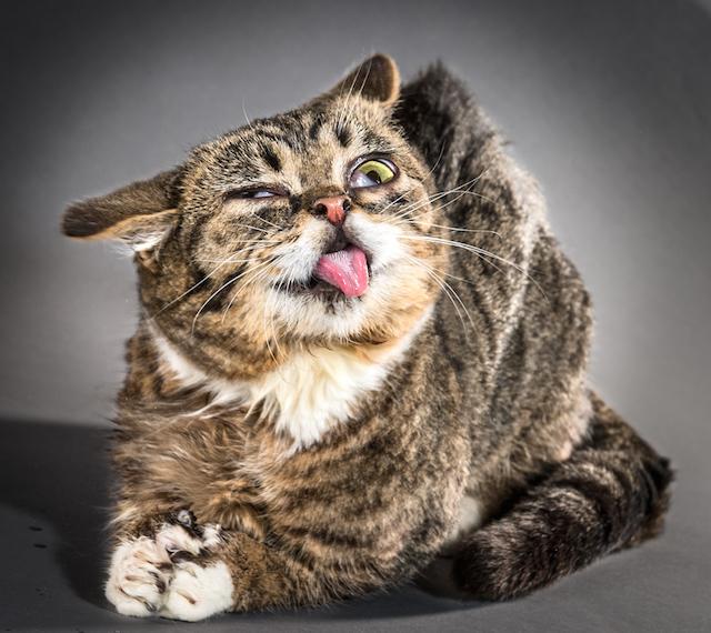 Shake_11_Lil-Bub.jpg