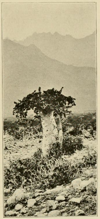 Cucumber_Tree_(Dendrosicyos).jpg