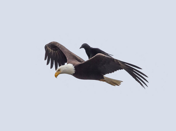 crow-ride-bald-eagle-1.jpg.526c691d40333