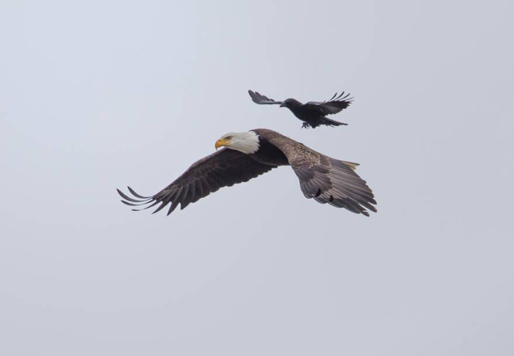 crow-ride-bald-eagle-2.jpg.5ded5698beb89