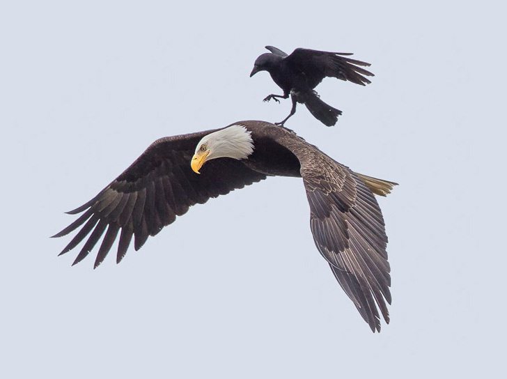 crow-ride-bald-eagle-3.jpg.33595b8144ad1