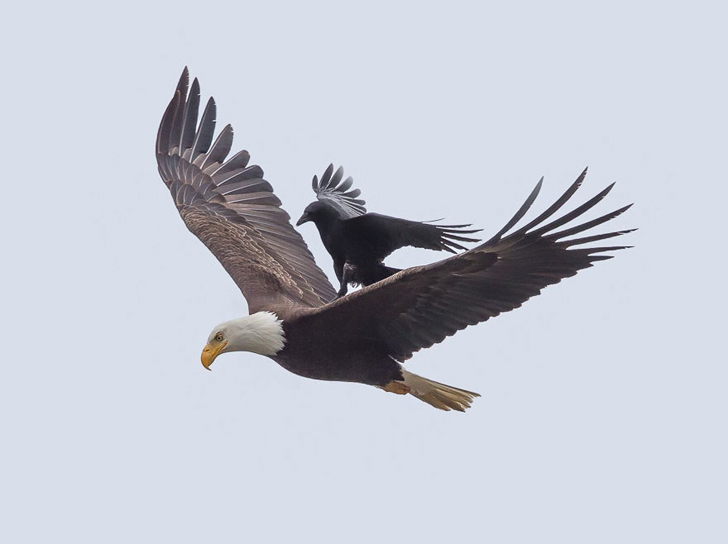 crow-ride-bald-eagle-5.jpg.ee4e233b5c910