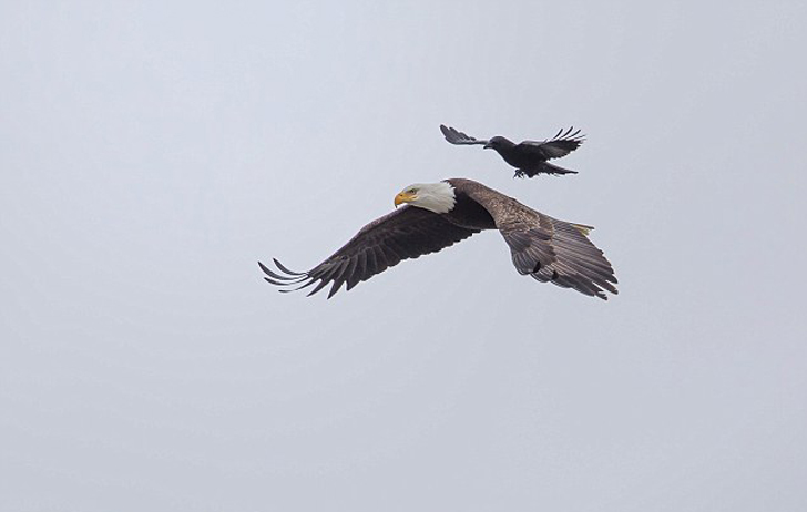 crow-ride-bald-eagle-6.jpg.f5cd40c315362