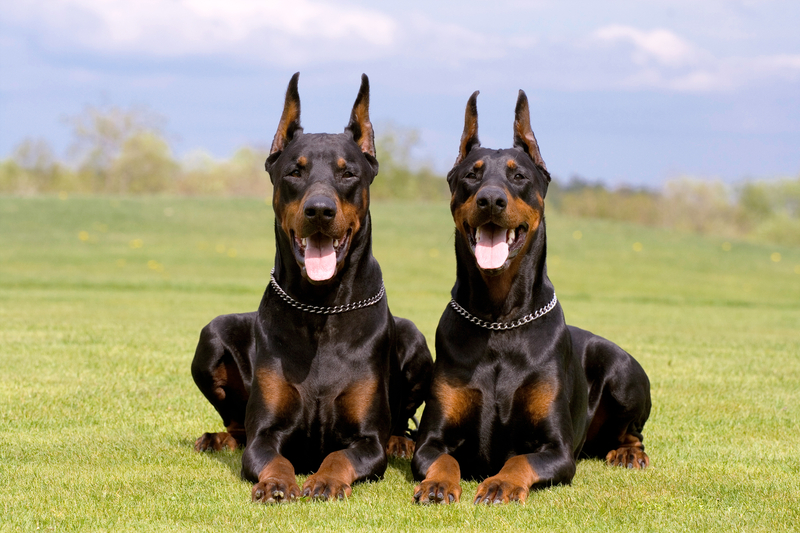 Doberman-opisanie-porod.jpg.891c0edaa742