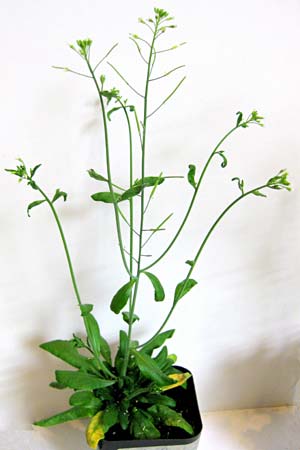 Arabidopsis_plant.jpg.65e2330eae3b3e6023ea7fcec3f71d88.jpg