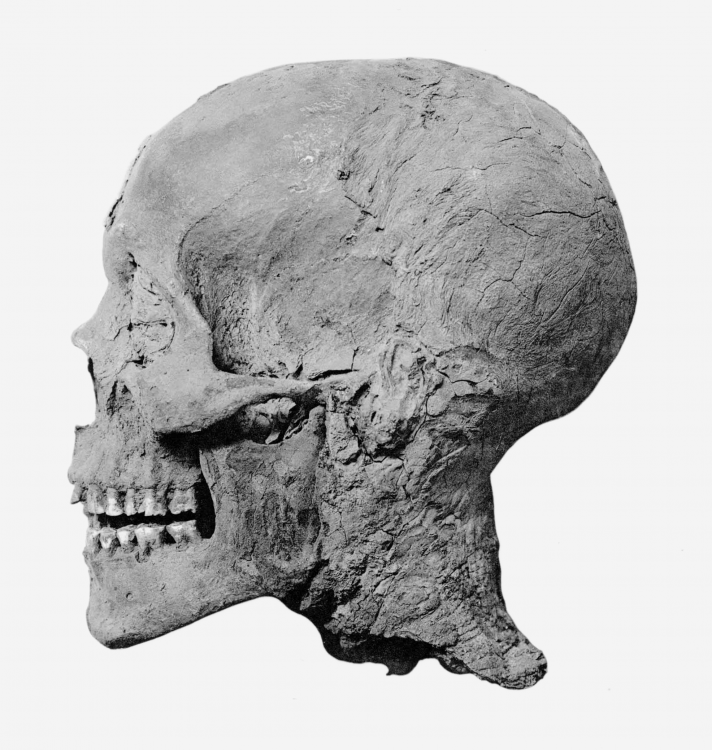 Amenhotep_III_mummy_head_profile.thumb.png.8a9c8c7c491eff170d6bab3c165cde25.png