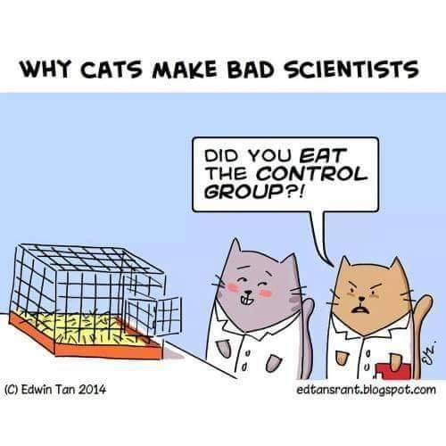 why cats make bad scientists.jpg