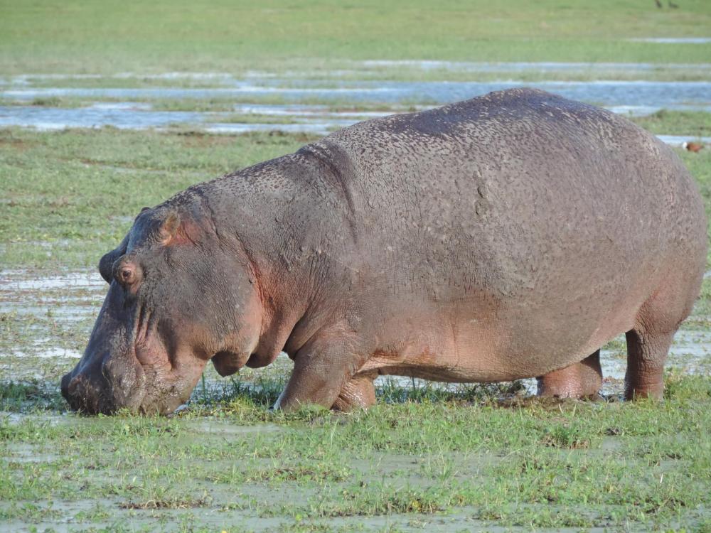 1105412160_(Hippopotamusamphibius).thumb.jpeg.9efcb2c599b665943a297d4f02b8a1c3.jpeg