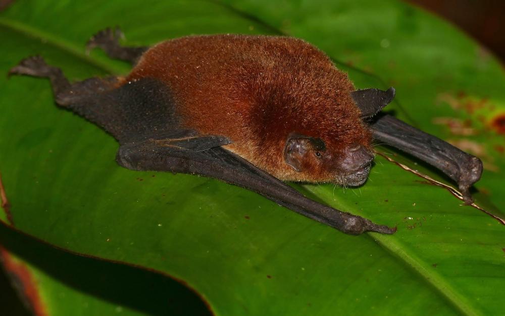 141273898_(Pteronotuspersonatus).thumb.jpg.d5d6fed15b880e478778b11b5ab7465e.jpg