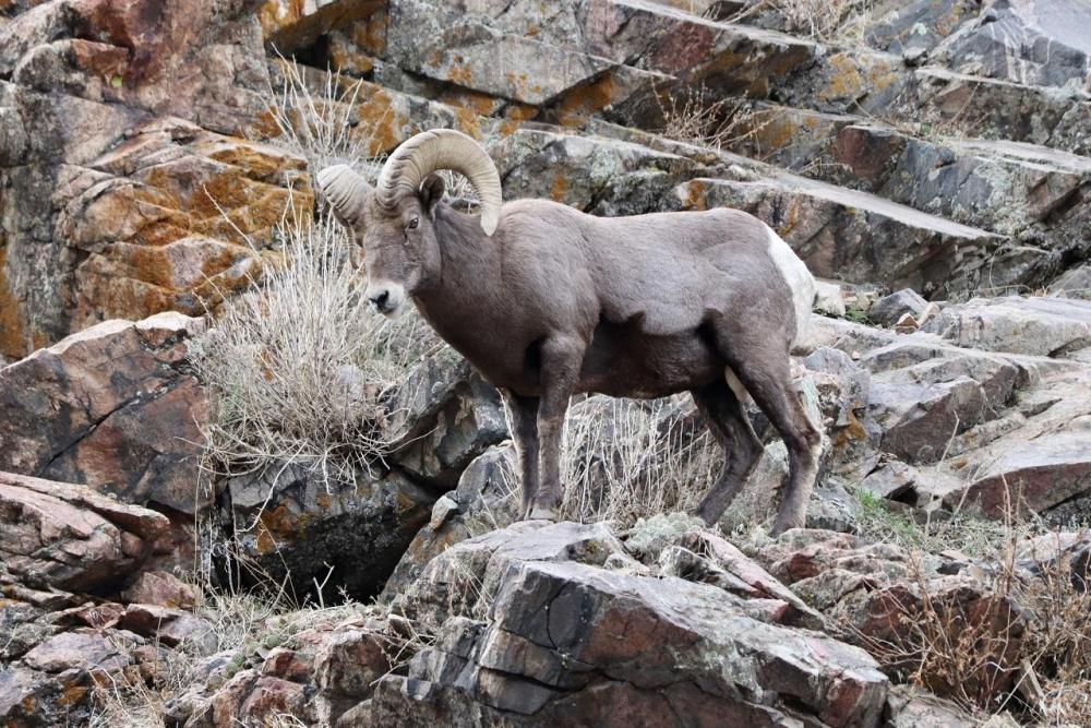 2117001040_rockybighorn2.thumb.jpg.a2176bbc17a426dc5472ef423a08c843.jpg