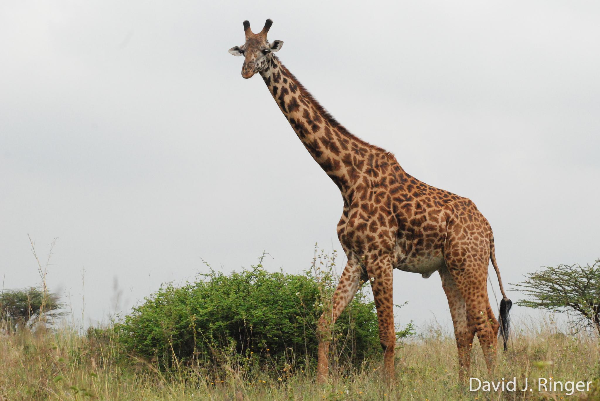 Какой тип развития характерен для сетчатого жирафа. Нубийский Жираф. Жираф Джордж. Жираф самое высокое животное на земле. Животные жарких стран.