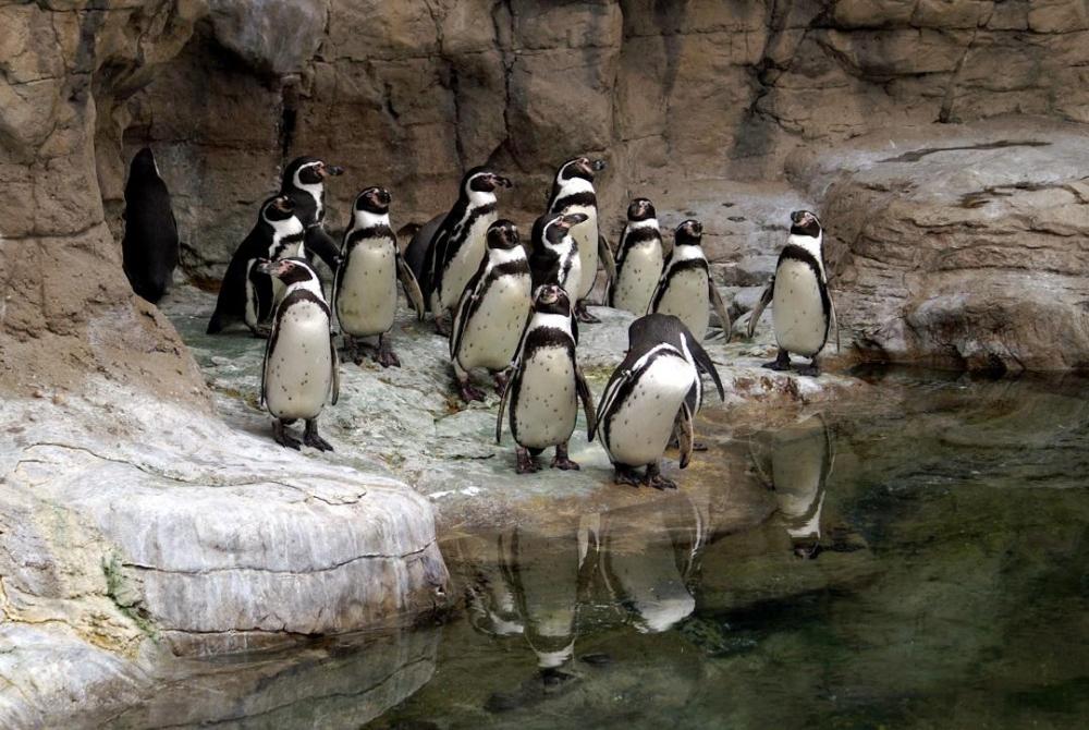 group-of-penguins-at-the-st--louis-zoo-139981921-5aab5dbdff1b7800365b4f20.jpg