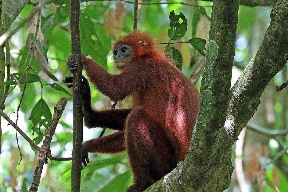 1080px-Red_leaf_monkey_(Presbytis_rubicunda).thumb.jpg.4490210090eb7d9ee7823ddc39b16ac8.jpg