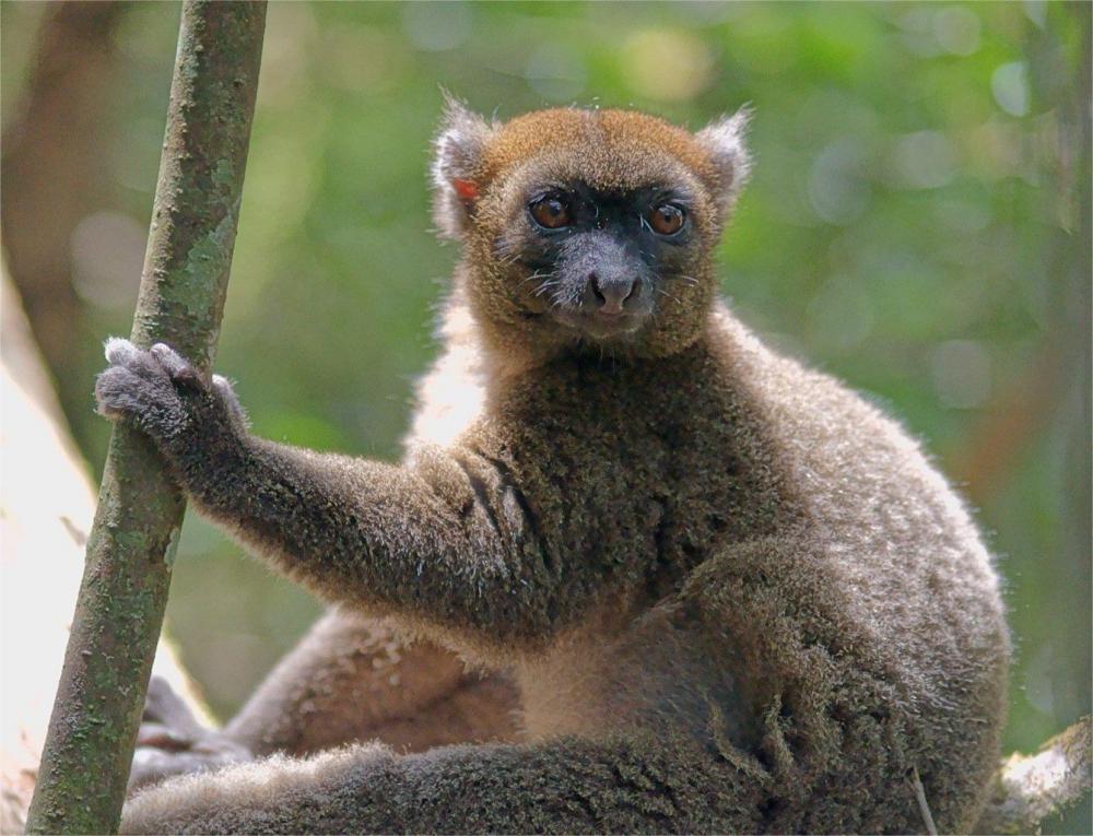 1140005262_(Prolemursimus).thumb.jpg.cf92d2d3ec0893dbccdebb441a750a7f.jpg