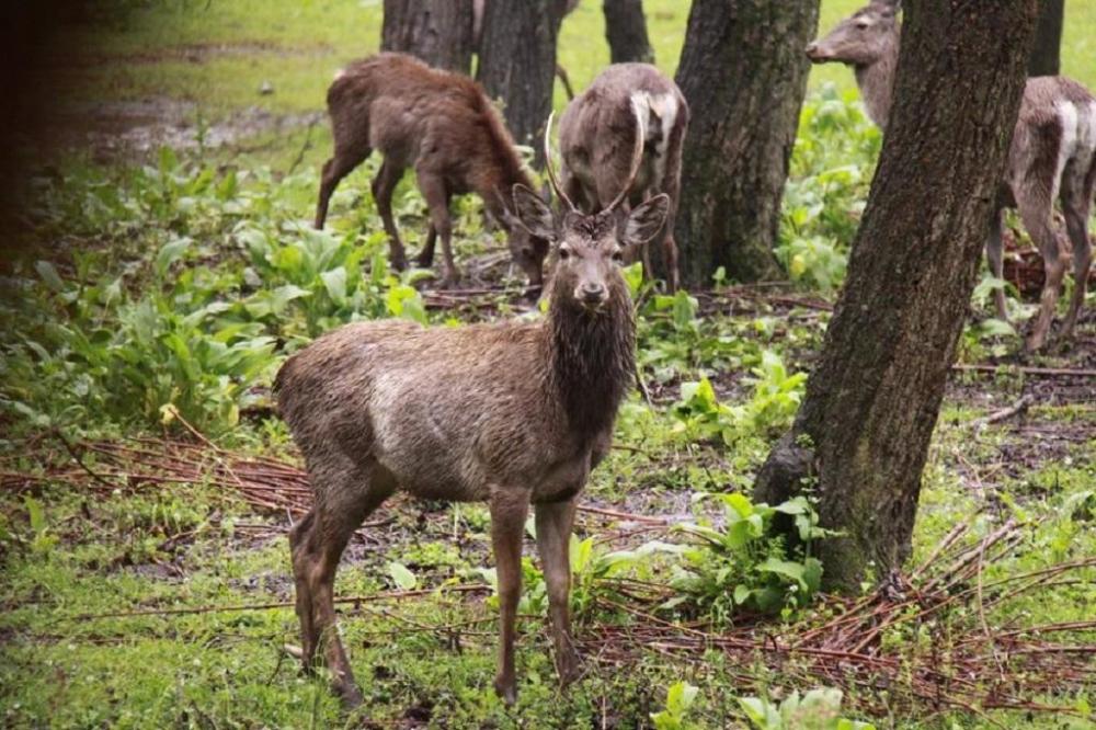 A-herd-of-hangul-Cervus-elaphus-hanglu-at-Dachigam-National-park.thumb.jpg.54f24d6ea5b6f5998e744b50983c290e.jpg