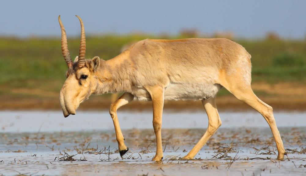 Saiga1.thumb.jpg.a39df11d9b70f6d67be9aa1397000302.jpg