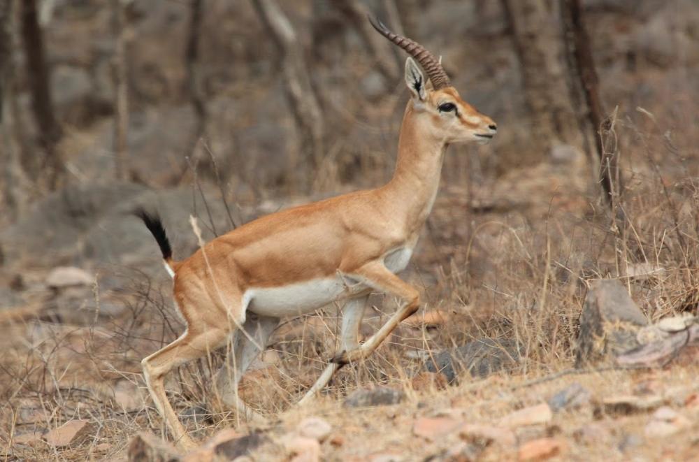 chinkara.thumb.jpeg.bedc96d114120b675138b7beadb26738.jpeg