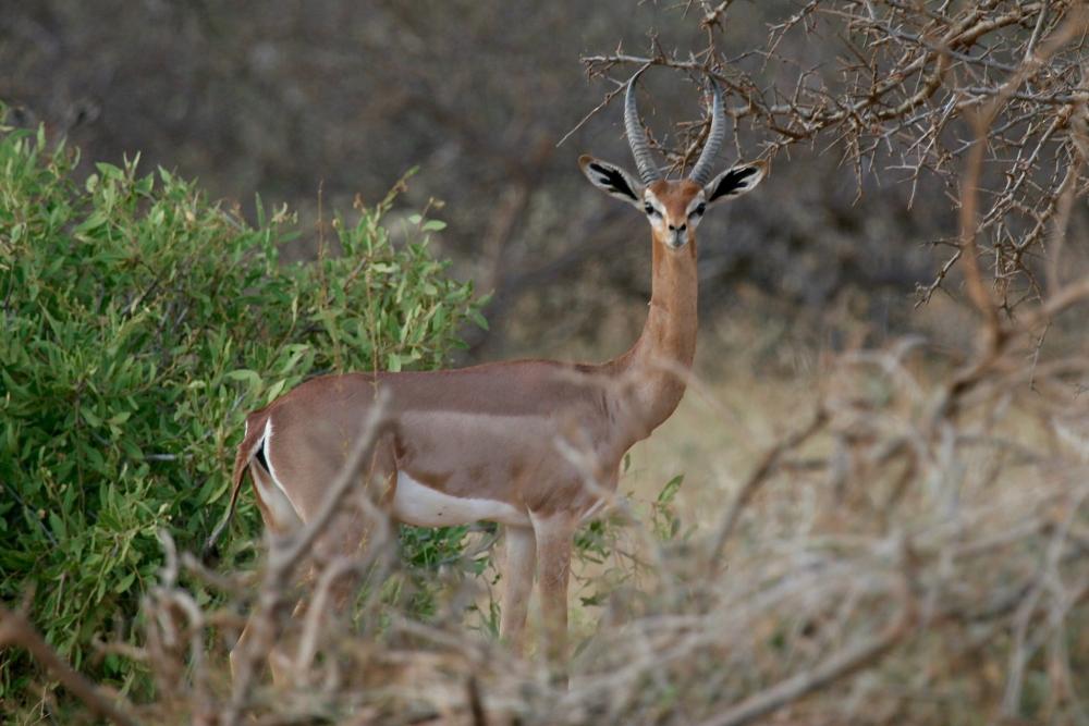 gerenuk.thumb.jpg.5a39fa1138d15ad57cabfb5e22a4a6bc.jpg