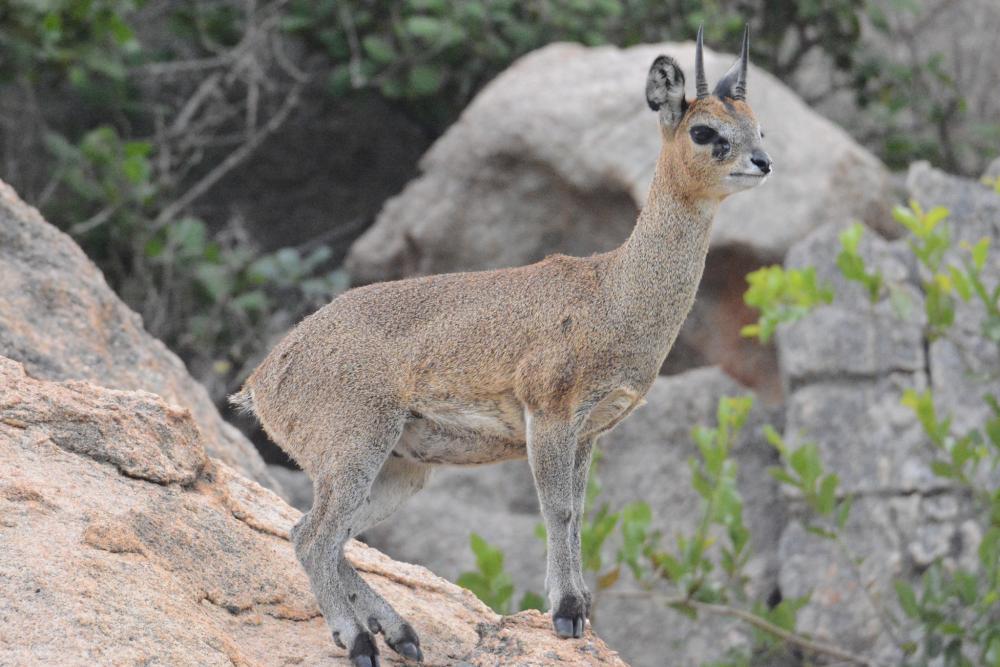 klipspringer.thumb.jpeg.c5ee8152841b5d4df2f10048ac11ceea.jpeg