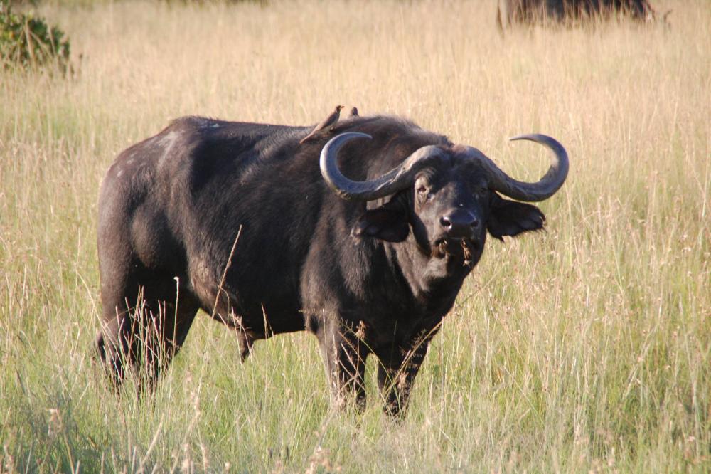 1421072969_capebuffalo.thumb.jpeg.103f422a1f7c00eadade7ab0ad75c182.jpeg