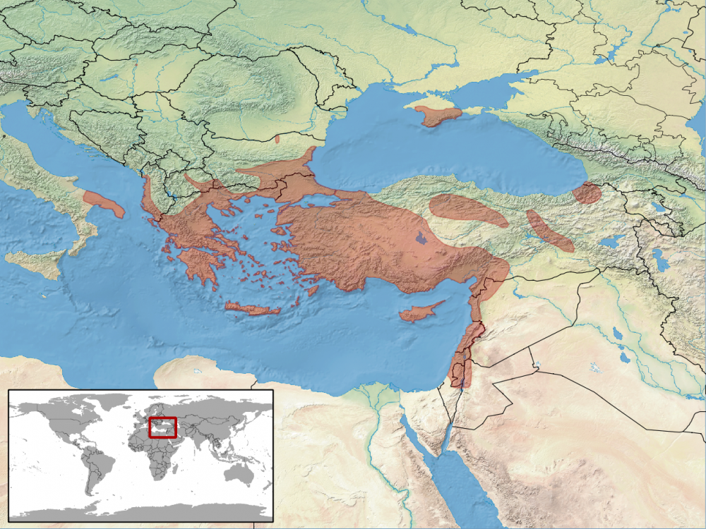 Mediodactylus_kotschyi_distribution.png