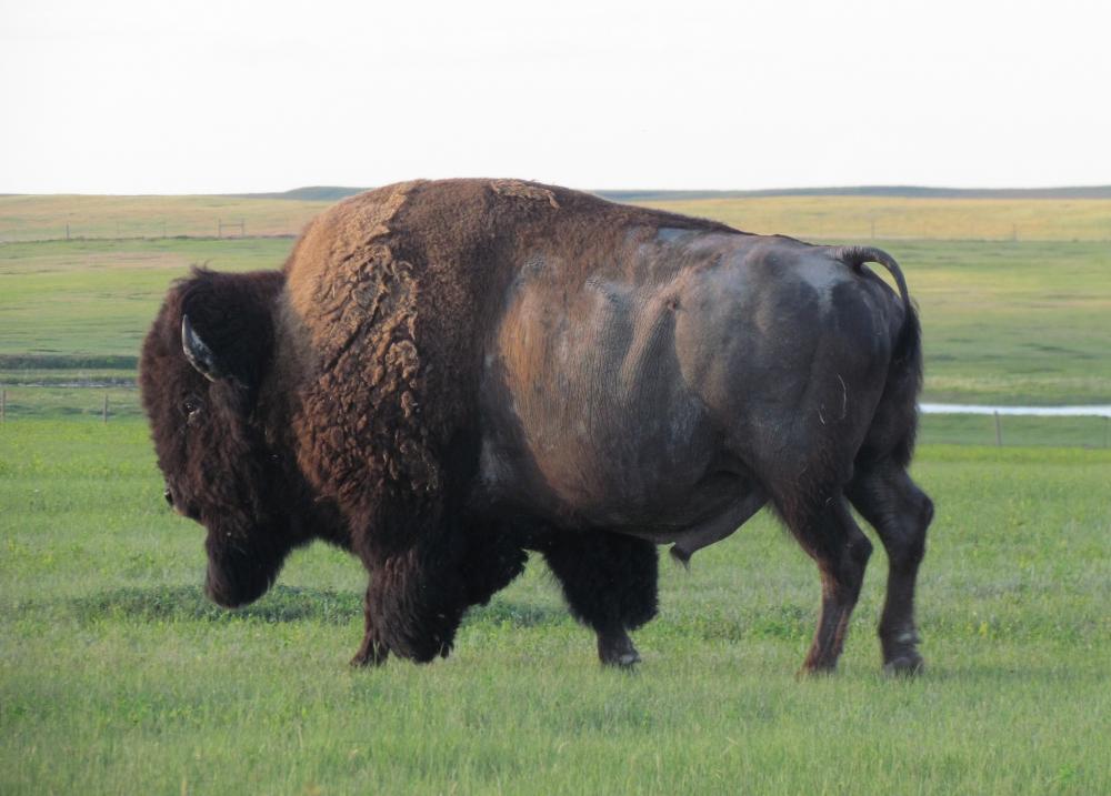 bison.thumb.jpeg.b2dc914098d228d803e34e4d443c91d0.jpeg