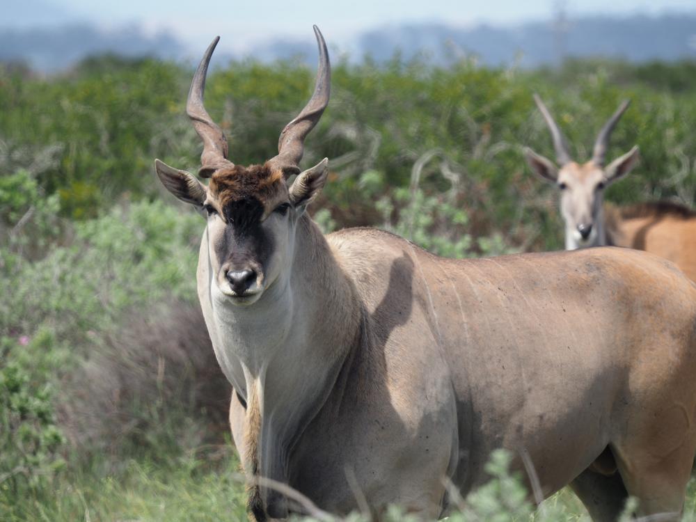 eland.thumb.jpeg.aee9bdcee1e6f4b6a7d0265b240b23d6.jpeg