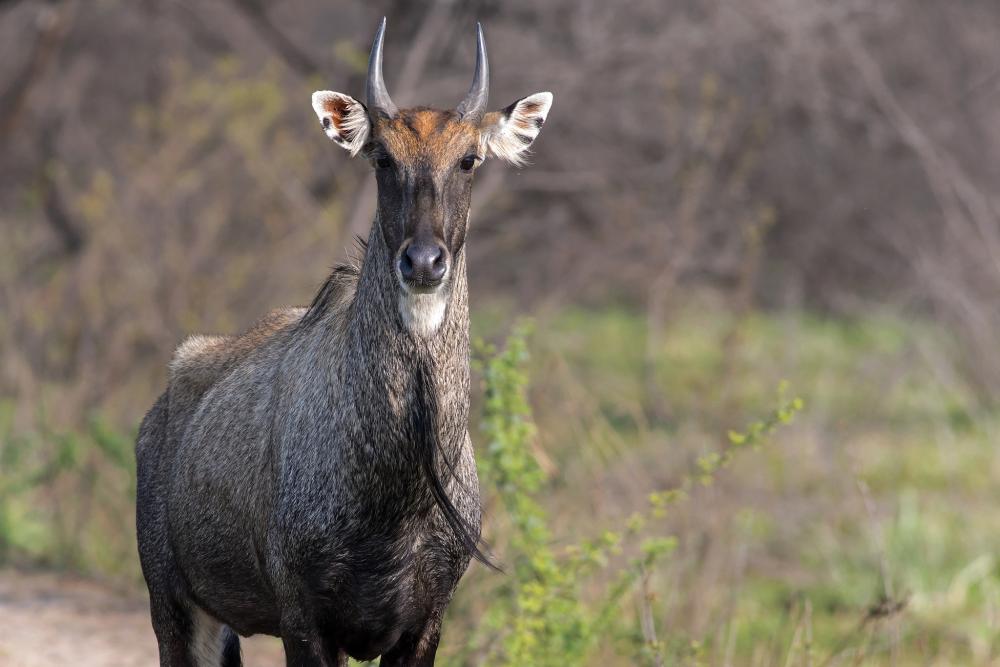 nilgai.thumb.jpg.861eb71fcd6c21b285c3b495c89abcb9.jpg