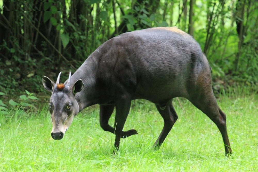 1908200757_YellowBackedDuiker.thumb.JPG.61f182df890744d9aba4d4af9890ce5d.JPG