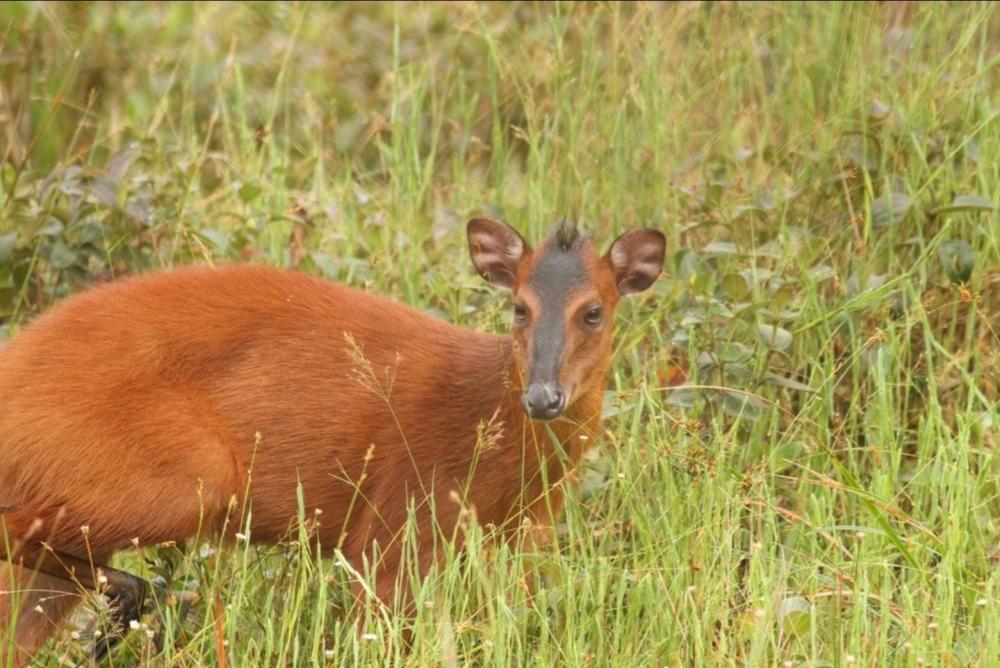 1984931805_BlackFrontedDuiker.thumb.JPG.9657e90f848cebe6fab5d9a81283f270.JPG