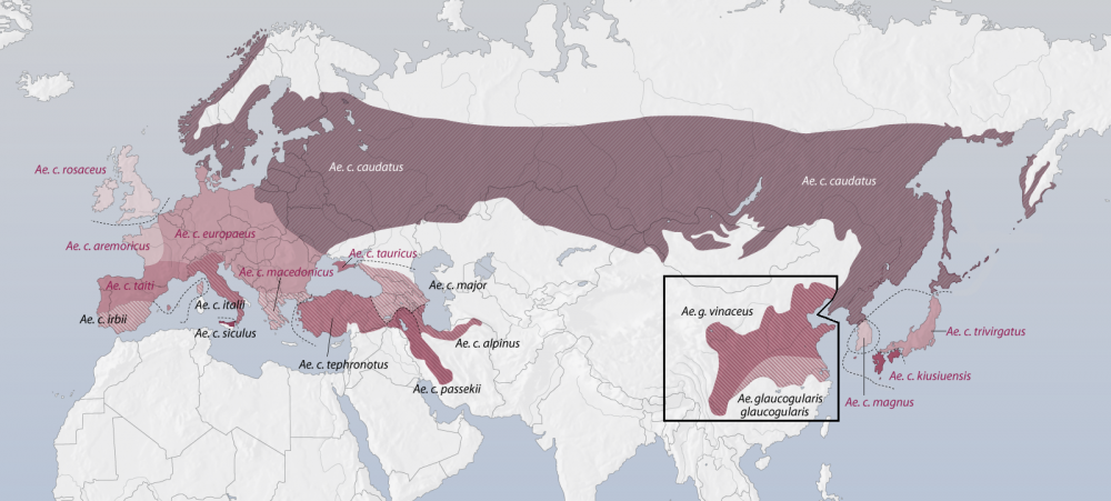 (Aegithalos_caudatus)_distribution_map.png