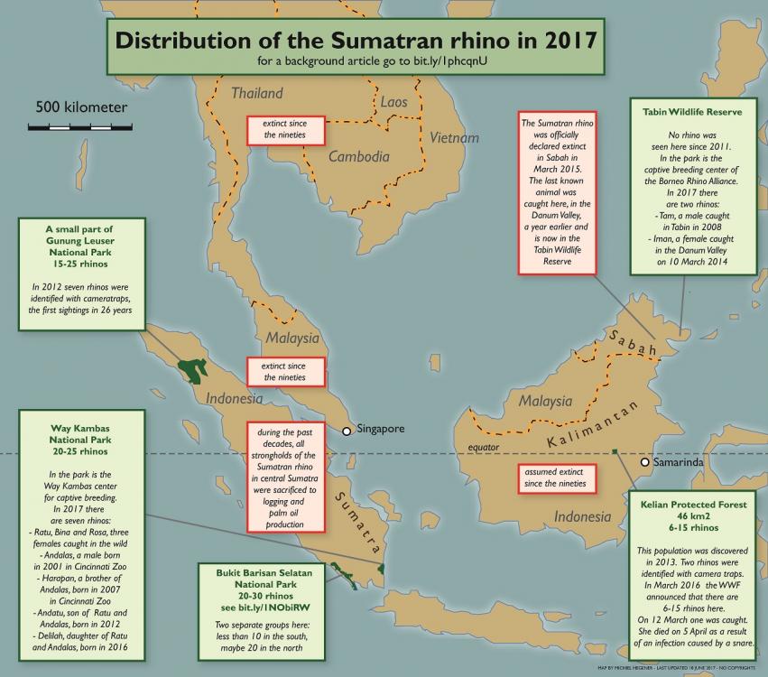 75171488_Sumatranrhino1.thumb.jpg.c660db1937861ce759273fdcf8a172e9.jpg