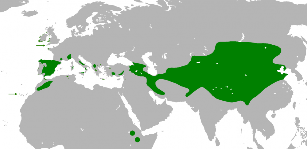 Chough_range_map.png