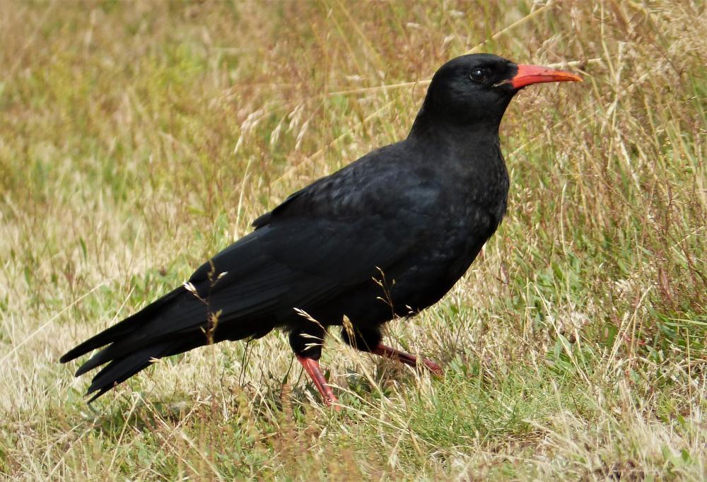 Red-billed_Chough.jpg