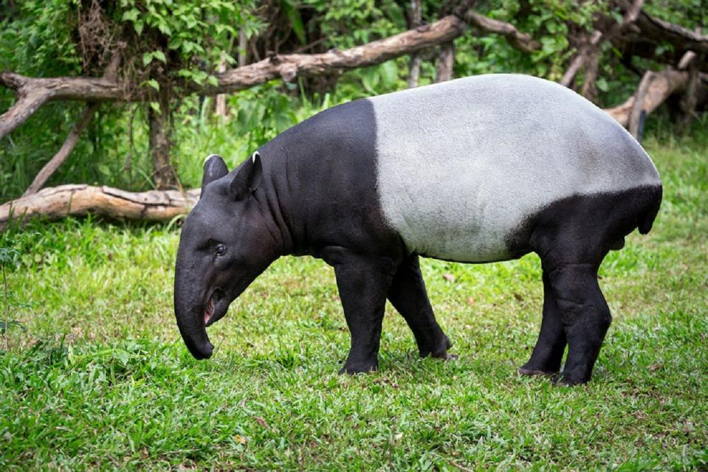 Tapirus-indicus_shutterstock_411690637-1000x667.thumb.jpg.ba9ef348c940e3ffd0ad6ee51b1292a4.jpg