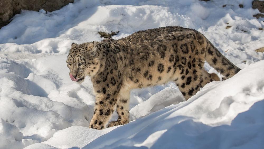 snow-leopard-credit_daniel-muenger-crop-2560x1440.thumb.jpeg.017178552a3f4f5c8c871d8874a684e6.jpeg