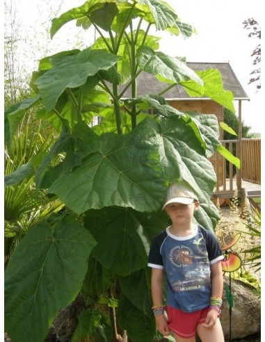 1-kiri-imperial-tree-paulownia-tomentosa.jpg