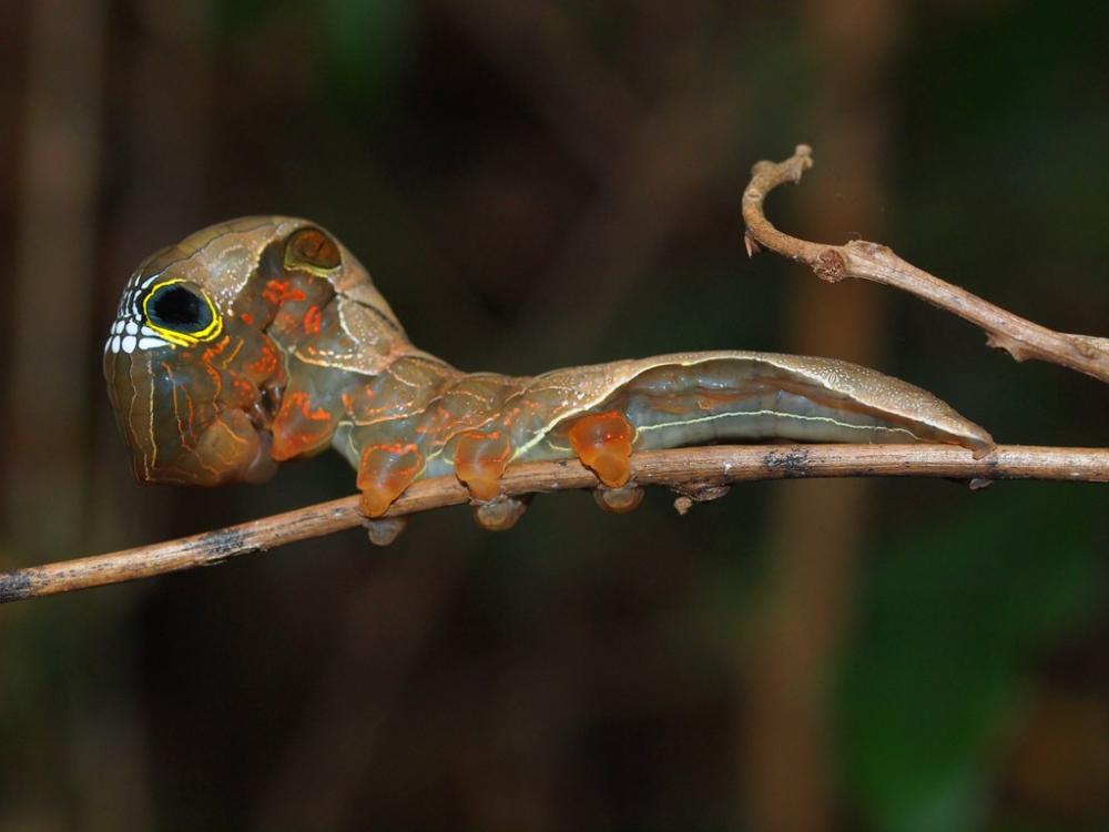 Phyllodes imperialis.jpg