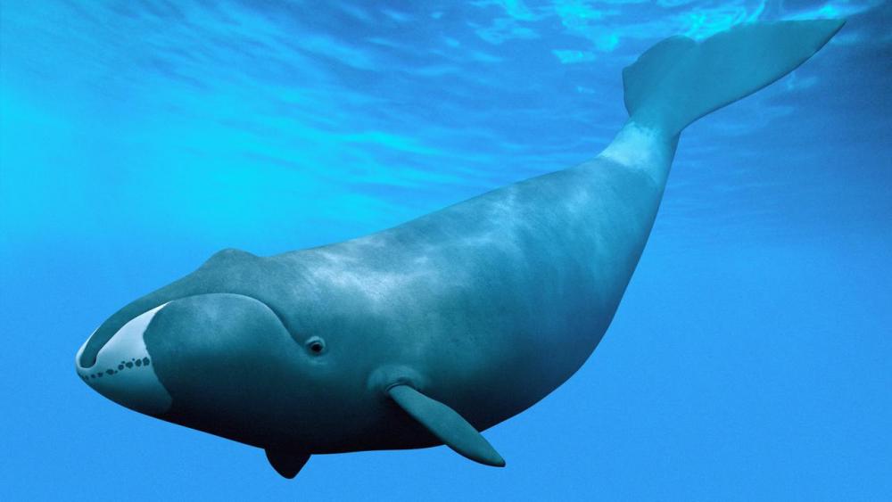 Гренландските китове (Balaena mysticetus).jpg