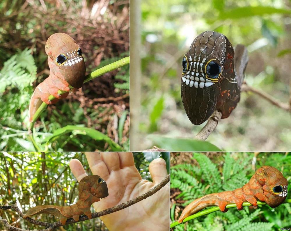 Phyllodes imperialis3.jpg