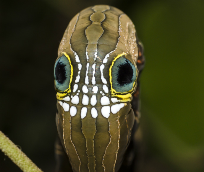 Phyllodes imperialis1.jpg