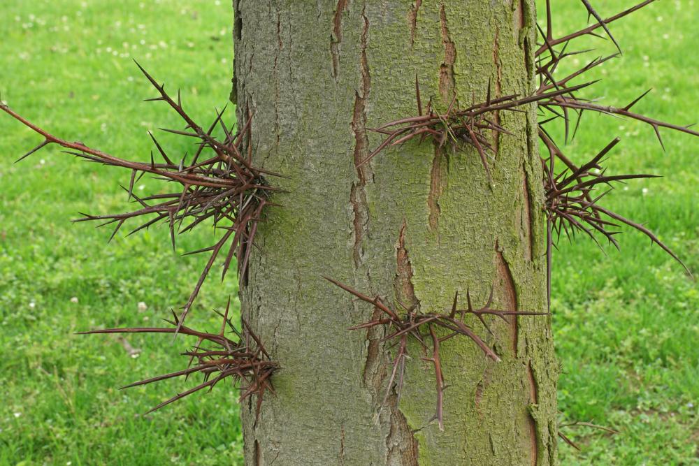 Gleditsia-triacanthos.jpg