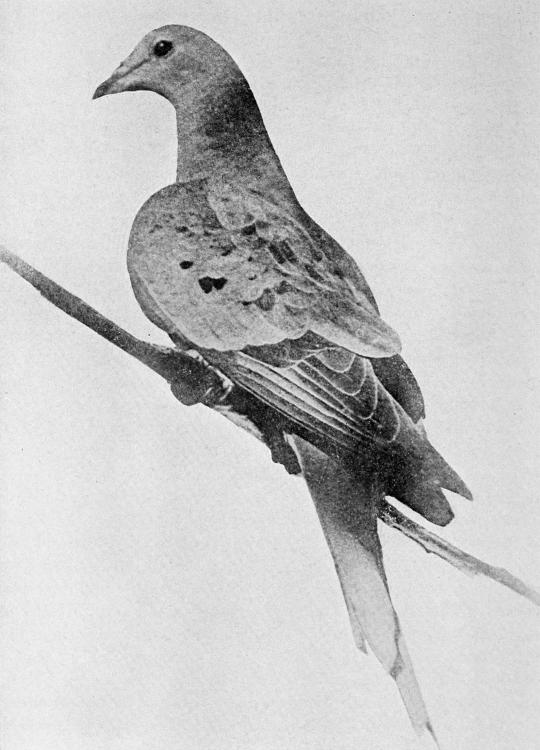 Martha_last_passenger_pigeon_1914.jpg