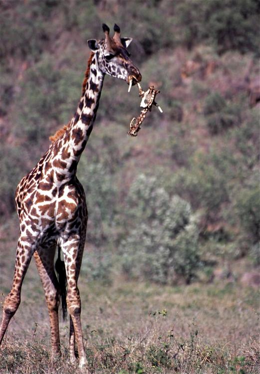 Masai_Giraffe_(Giraffa_camelopardalis_tippelskirchi)_eating_bones.jpg