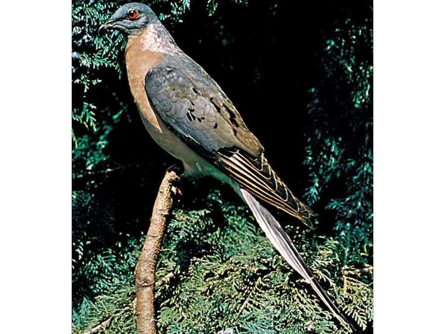 Passenger-pigeon.jpg