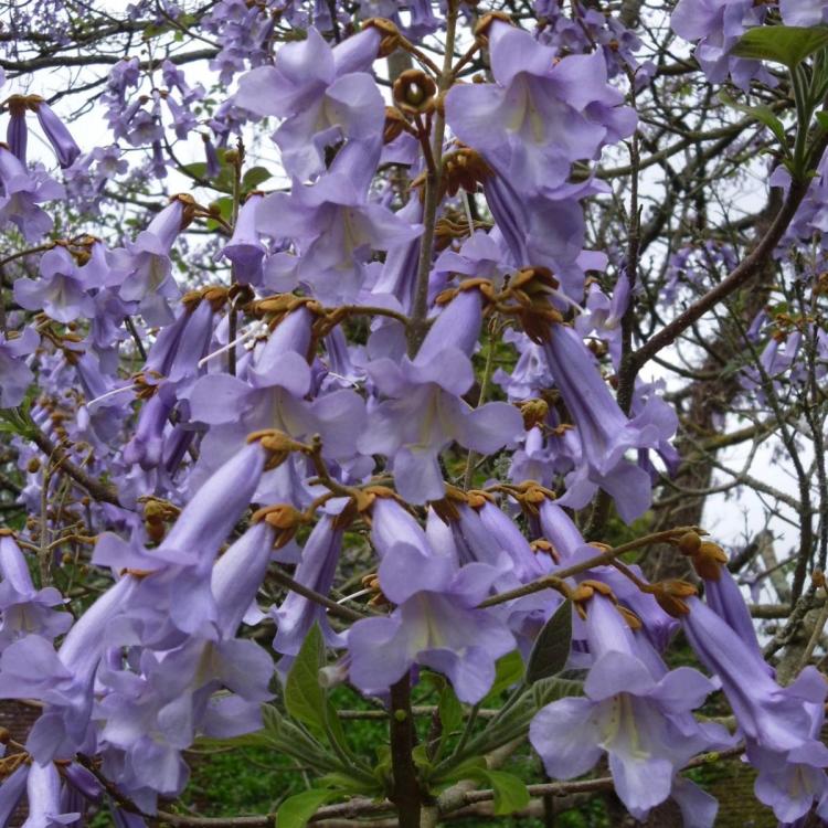 Paulownia-tomentosa-at-Plantstoplant-2-zoom.jpg