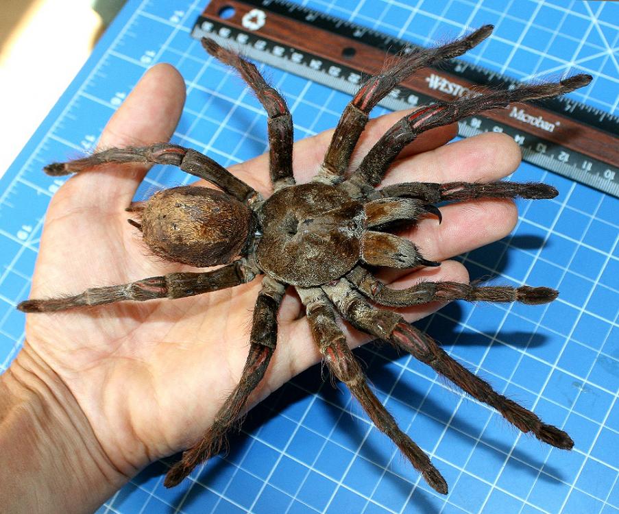 Theraphosa-blondi_3.jpg