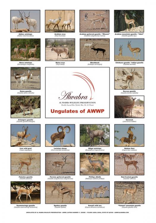 Ungulate_Poster_A4.thumb.jpg.efbf99ed7fc8643d3fd797beeab77ecc.jpg