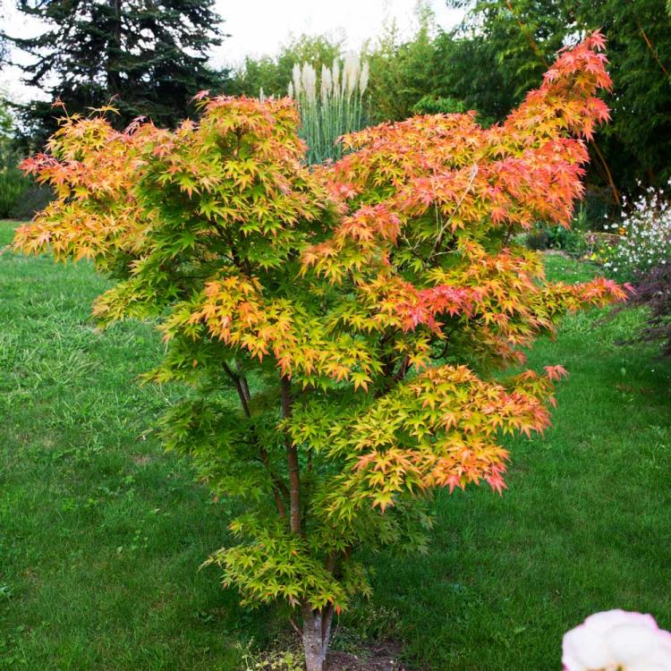 acer-palmatum-orange-dream-superplants-bg1.jpg